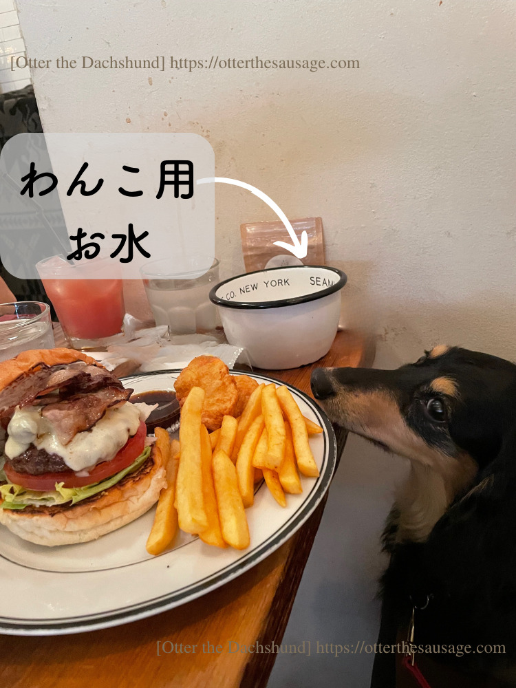 Otter the Dachshund_travel with dogs_hang out with dogs_犬旅ブログ_犬とお出かけブログ_tokyo-ebisu_burger-mania_バーガーマニア恵比寿_わんこ用サービスお水_オッター
